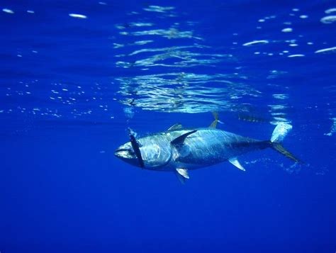 tuna  stock photo public domain pictures