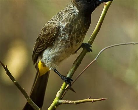 dodsons bulbul facts diet habitat pictures  animaliabio