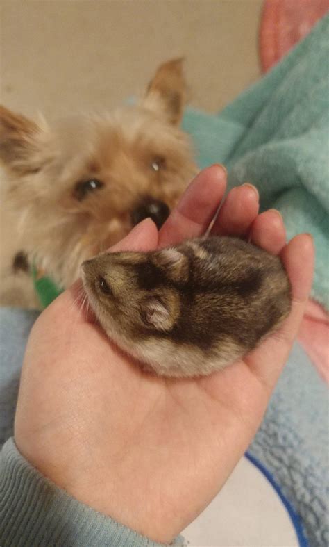 how to hamster smelly cheap 3