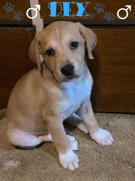 8 week old Lab/ Great Pyrenees Mix Puppies | Yellow labrador retriever