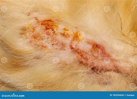 Bacterial Skin Infection Pyoderma or Lichen on the Skin of a Red Cat. Stock Photo - Image of ...