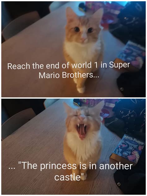 Does my cat have meme potential? : r/Catmemes