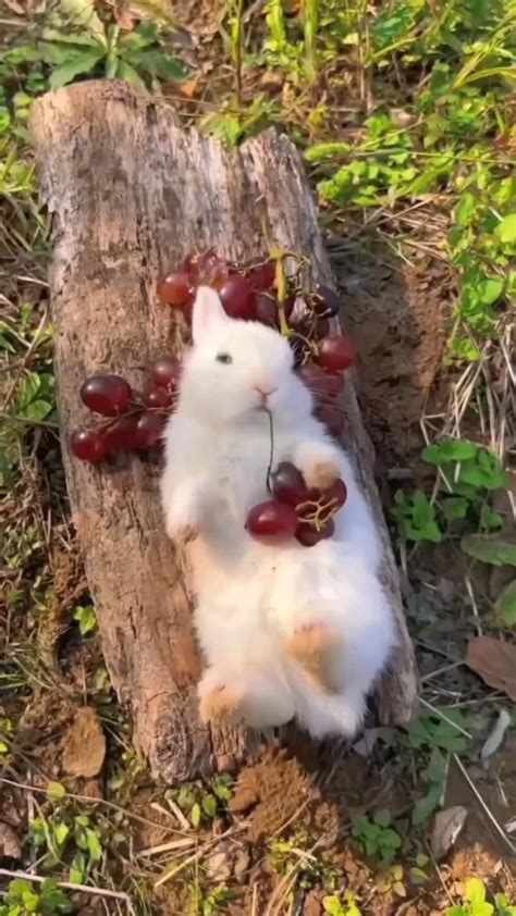 ~доброе утро🐰наслаждается весной💕 | Funny animal videos, Funny animals ...