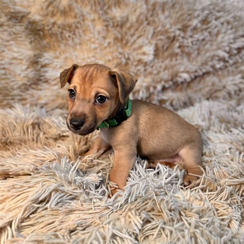 Jack Russell | Sale | Reading, Berkshire - Miniature Jack Russell Much ...