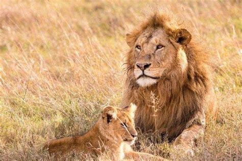 Quanto Tempo Vive Um Leao - Onde o LEÃO vive: habitats no mundo
