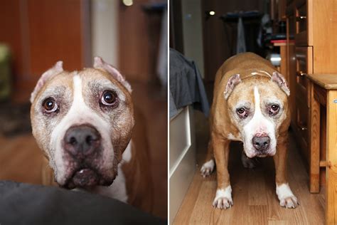 Hearts Break After Owner Hides Camera to See What Dog Does When He's