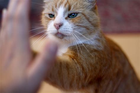 How to Clicker Train a Cat : 8 Steps (with Pictures) - Instructables