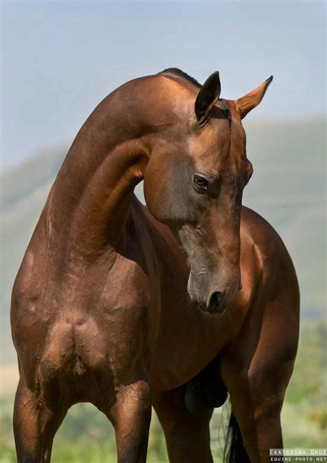 Лысый конь - 73 фото