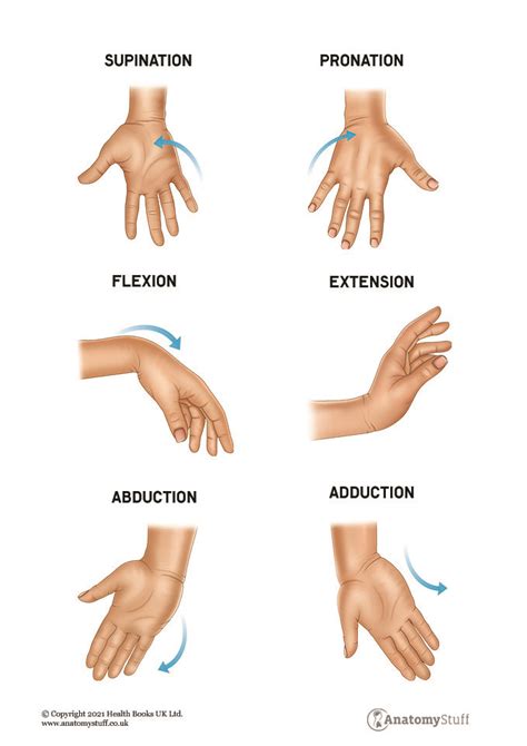 Hand & Wrist Anatomy | Motion & Structures | AnatomyStuff