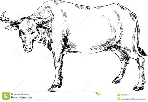 Carabao Drawing at PaintingValley.com | Explore collection of Carabao ...