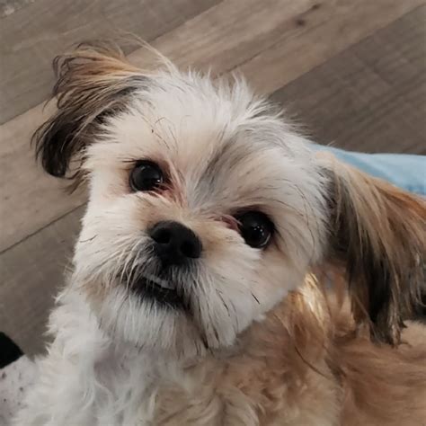 This is Wookiee, she's a yorkie shih tzu. Only a few months old. This is for people sorting by