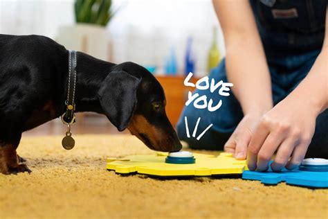 fluentpet blog  news