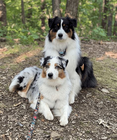 The Australian Shepherd - United States Australian Shepherd Association