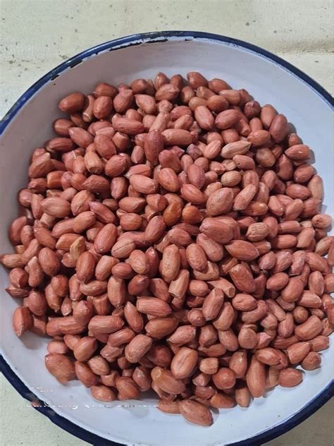 groundnut seed  kg peanut seeds  veraval id