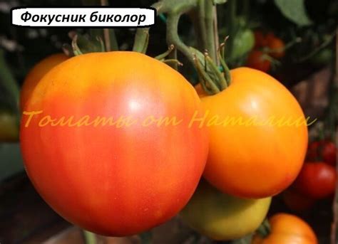 Фокусник биколор
