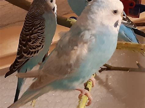 Ordering from metzer farm is surprisingly easy for first-time bird owners 16