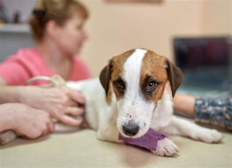 Spleen Cancer in Dogs | PetMD