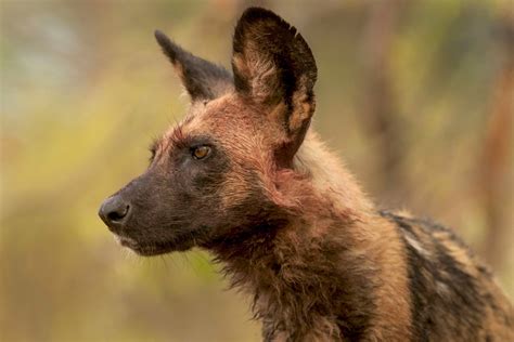 Wild Images Photography Tours | Botswana Photography Tours - Wildlife Photo Safaris, Okavango