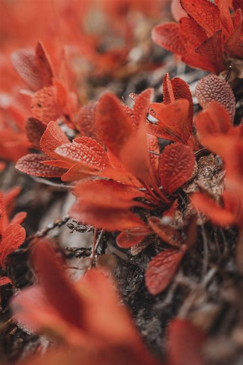 Hiking In Finland & Exploring The Beauty Of Ruska - Grain and Fern Journal