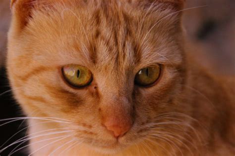 รูปภาพ : สัตว์เลี้ยงลูกด้วยนม, แมวขนาดเล็กถึงขนาดกลาง, felidae, เครา ...