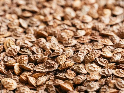 "Common Sainfoin Seeds" by Stocksy Contributor "Harald Walker" - Stocksy