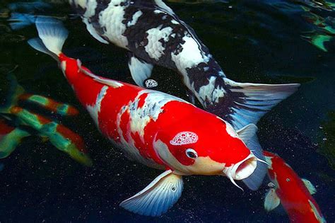 ⊛ 15 Curiosidades del Pez Koi ⇒ 【La Carpa Japonesa】 ⛩️