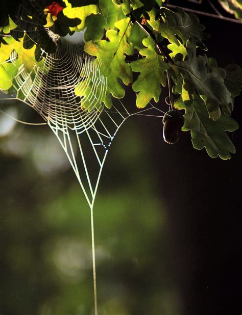 Weaving the web — one thread at a time - The Story Hall - Medium