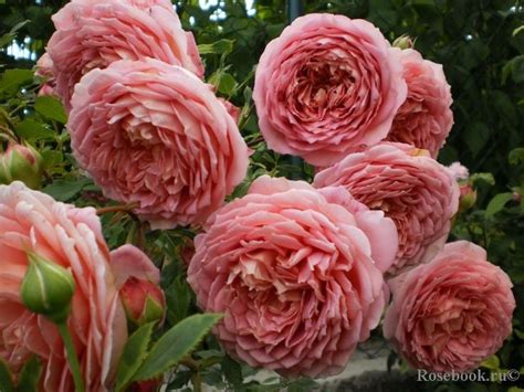 - Jubilee Celebration (AUShunter) :: | Английская роза, Розы, Цветок