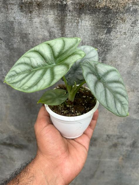 Alocasia Silver Dragon - Alans Garden