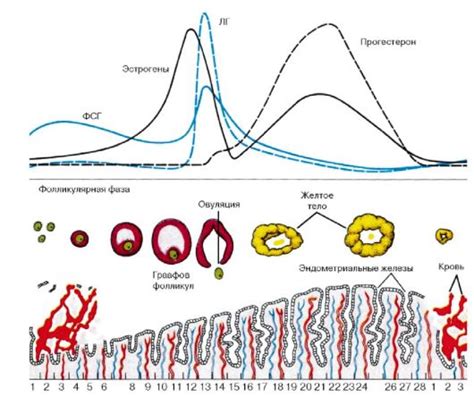 Рис. 6. Менструальный цикл