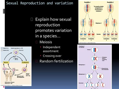 PPT - Topic 5: Evolution PowerPoint Presentation, free download - ID:594864