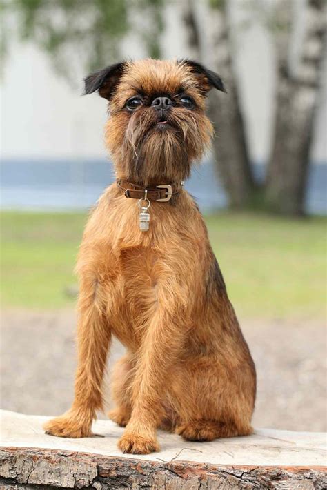 Non shedding dogs - Workability