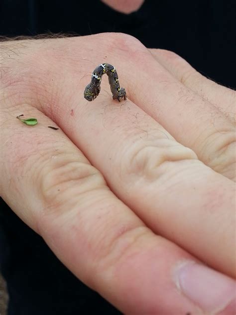 Urban IPM: Caterpillars- buck moth caterpillar, cankerworms and tent