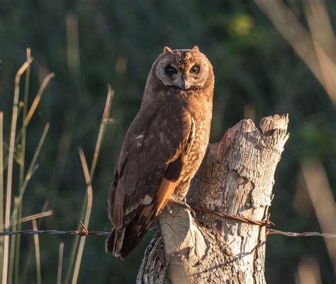 taxonomy owls strigidae observationorg
