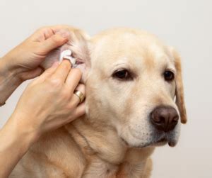 Ear-Resistible Care: A Step-by-Step Guide to Cleaning Your Dog’s Ears ...