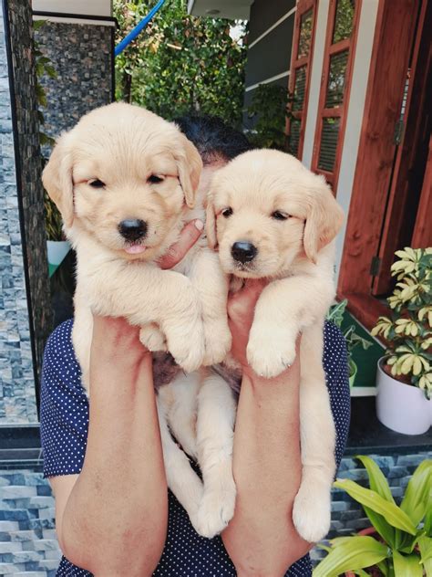 Buy GOLDEN RETRIEVER PUPPIES FOR SALE in THALASSERY, Kannur, Kerala