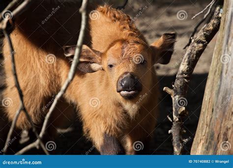 African Forest And Animals Stock Photo | CartoonDealer.com #151354452