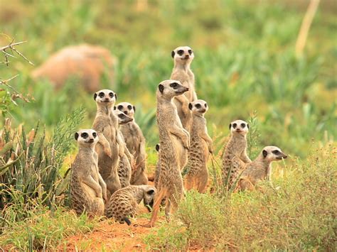 emuwren: Meerkats looking out ; Kalahari Desert... - Mother Nature's ...