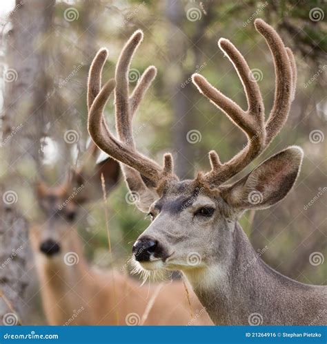 Two Mule Deer Bucks With Velvet Antlers Royalty-Free Stock Image