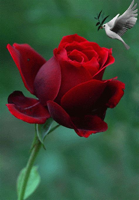 Sign in | Roses gif, Flowers gif, Rose flower