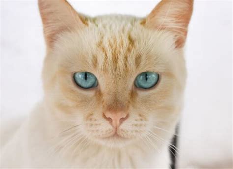 Ojos Azules Cats | Cat Breeds