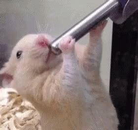 mouse drink gif mouse drink cool  discover share gifs