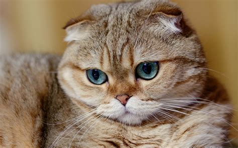 Scottish Fold Wallpapers (45 images) - WallpaperCat