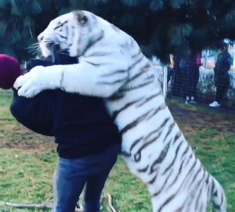 Tigresa Dando O Cuzinho - Hamilton publica vídeo dando susto em tigresa no México: "Minha favorita"