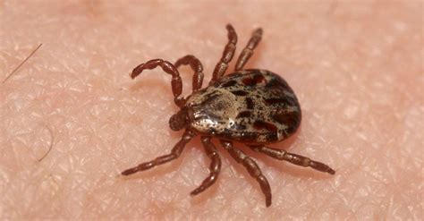 explore    states    ticks   animals