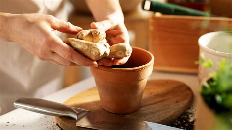 How to grow ginger in pots: Expert tips for successful crop | Homes & Gardens