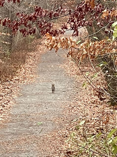 What is this animal found on a greenway in NW New Jersey slightly