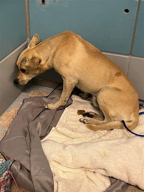 Heartbreaking last call to rescue 'Butch' at Houston shelter - Pet