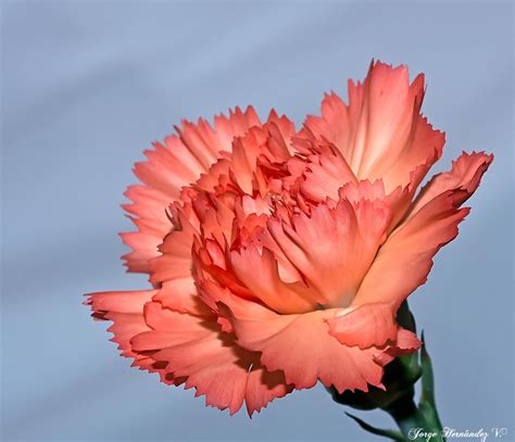 Clavel คาร์เนชั่น Carnations, Amazing Flowers, Pink Flowers, Delicate ...