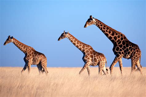 Wetenschappers voorzien muizen van giraffen-gen om bizarre bouw van ...